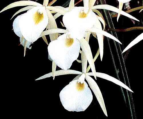 Brassavola perrinii